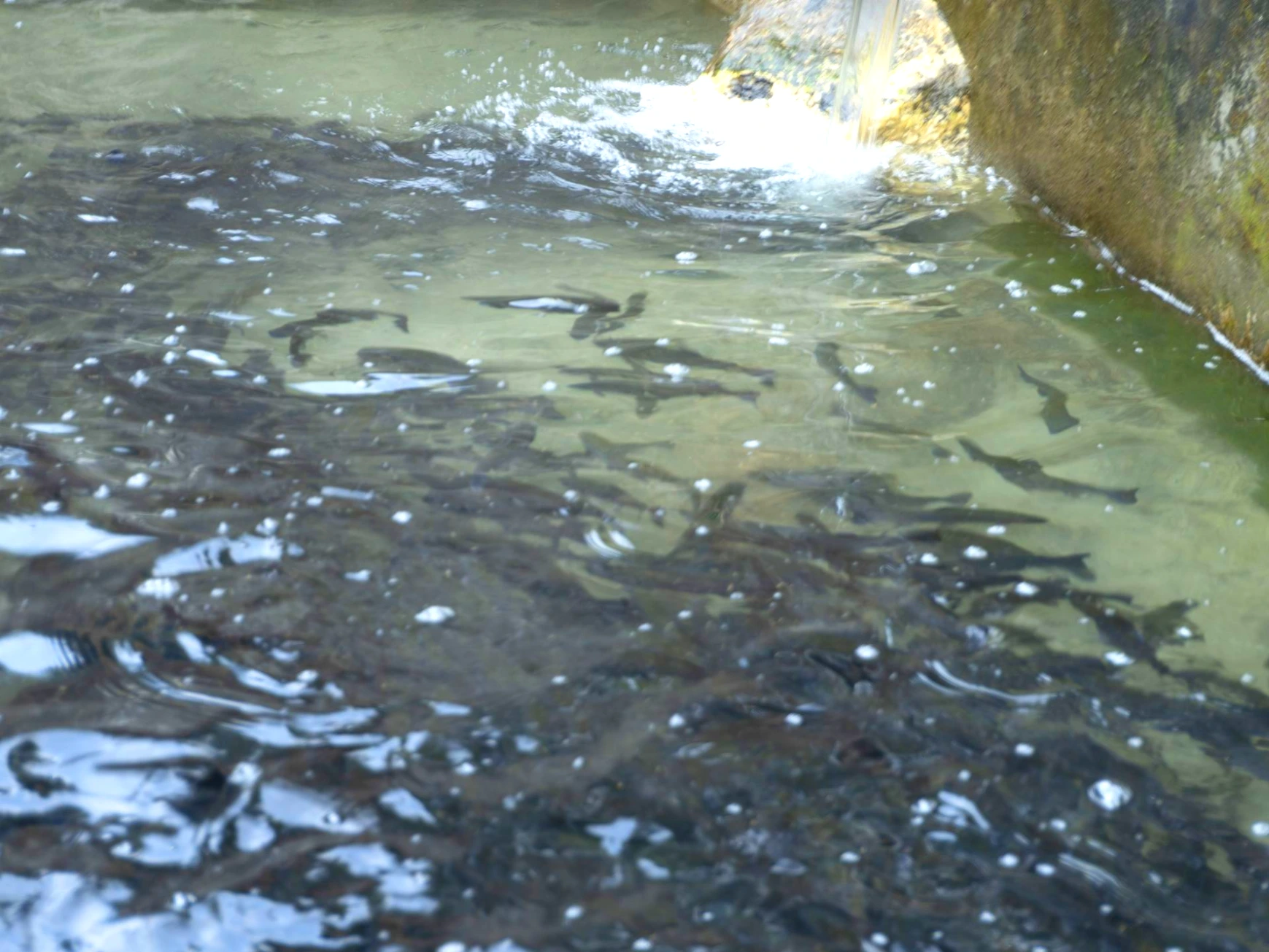 Peaceful surroundings near Tirthan River at Tirthan Midpoint Homestay