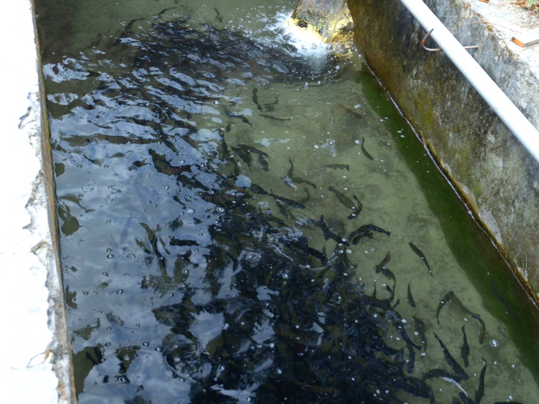 Mountain view from Tirthan Midpoint Homestay in Tirthan Valley